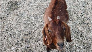 Farm/ Homestead Update : I Think My Goat Is Prego