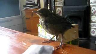 starling chick