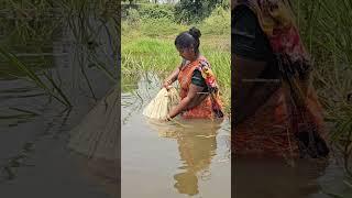 Amazing Village Women net fishing #shorts #fishing
