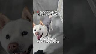 [하남유기견보호소] 미련하도록 사람들을 사랑해왔던 함박이 #유기견입양 #사지말고입양하세요 #하남시보호소
