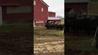 Valley View Farm 3-14-18 Steers