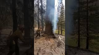 felling burning trees