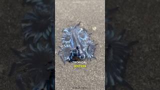 The Tiny Creature That Can Kill You: Meet the Blue Dragon #facts #shorts