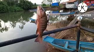 Back to back mangrove jack & catfish on live and dead bait | Goa-India Fishing