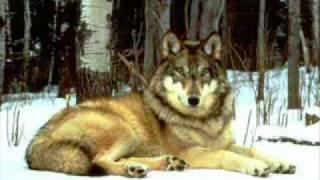 Danse avec les loups