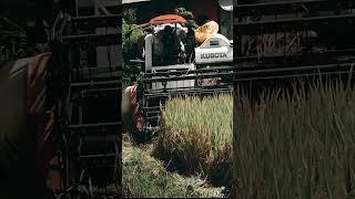 First Rice harvest for us, thats life in the Philippines   #philippines #expat  #rice #harvest