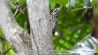 Common Flameback (Juvenile Female) @ Chiu Sein Chiong 3243