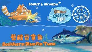 藍鰭吞拿魚 │ 海洋101 │ Southern Bluefin Tuna │ Ocean 101