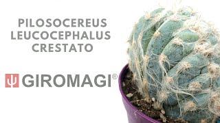 Pilosocereus leucocephalus crestato from GIROMAGI ITALY