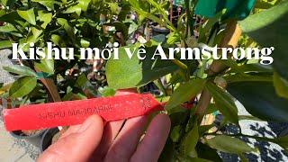 Armstrong  garden  moi về  nhiều  loại  quýt Kishu,sumo.gold nugget.satsuma.algerrian.clementine .