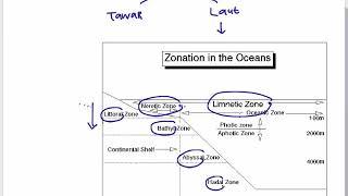 5 Ekosistem Air Laut 1