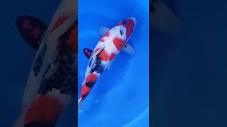 New toy Showa koi fish 45cm+- | #koi #japankoi #animals #entertainment #shorts