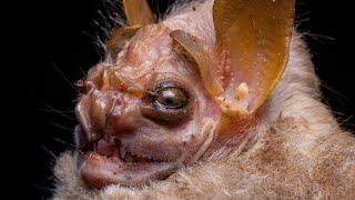 Unleashing the Secrets of Bats: 10 Astonishing Facts You Never Knew in 2 minutes