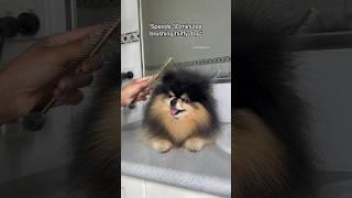 Brushing a fluffy dog be like… ‍ #pomeranian #fluffy #dog