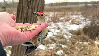 Hand-feeding Birds in Slow Mo - Downy Woodpecker, Red-bellied Woodpecker, and more!