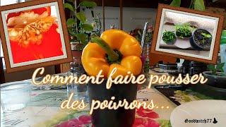 Comment faire pousser du poivron  à partir de graines pour le cultiver en pot ou au potager?