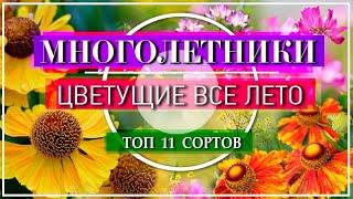 11 ЯРКИХ МНОГОЛЕТНИКОВ Цветущие ВСЁ ЛЕТО / НЕПРИХОТЛИВЫЕ и ОБИЛЬНОЦВЕТУЩИЕ Многолетние Цветы