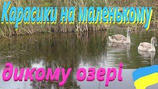 Рибалка як в дитинстві # Карасик на маленькому озерці #РибачуЯкУмію