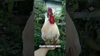 Ayam ketawa mini imut menggemaskan 