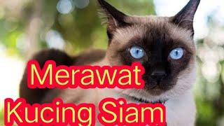 Cara Merawat Kucing Siam yang Lucu