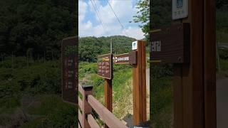 심곡저수지 둘레길 #도리마을 #은행나무숲