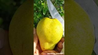 fruit harvesting #fruitharvest #fruitfarming #satisfying #fruitgarden @gardening_lover7469