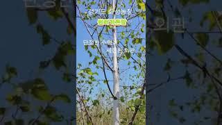 [경기 화성] 잭큐몬티 자작나무 4년생 / 고급 조경수  수령 방법: 직접 방문 또는 화물택배 배송 (협의)  #자작나무  #잭큐몬티