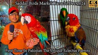 Saddar Birds Market Karachi Latest Updates | First Time in Pakistan The Unique Electus Parrots