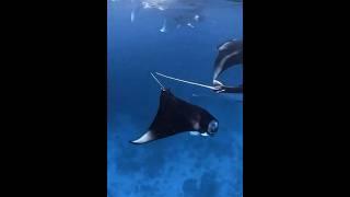 One of my favourite driving spots Manta-rays  #shortvideo #oceanlover #seacreature