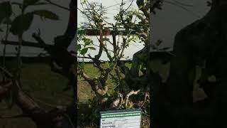 Bonsai ileng ileng raft istimewa