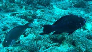 @TrinaMason 4K Underwater Video Scuba Diving Key Largo August 10 2024 2:33pm Florida reef life