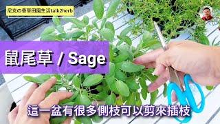 料理鼠尾草｜插枝繁殖｜Growing Sage from Cuttings