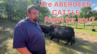 Are AMERICAN ABERDEEN CATTLE (AKA Low Low Cattle) right for your homestead.