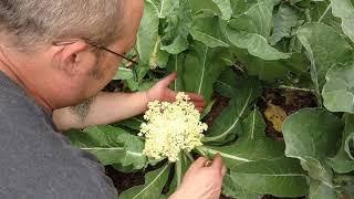 Blanching Cauliflower To Prevent Yellowing