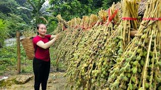 Harvest black sesame goes to market sell - How to make the best quality pig food | Ly Thi Tam