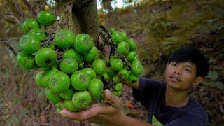 Pick wild figs and jackfruit | Make pickle, jackfruit curry and ginataan for dinner