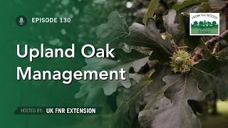 Upland Oak Forest Management - From the Woods Today - Episode 130