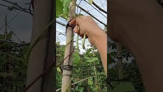 French Green bean harvest 08.12: enjoy rural life, gardening & nature #rurallife #gardening #nature