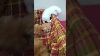 Cat Meowing  [Cat Sound] #cat #catlover #shorts #animals #funnycats
