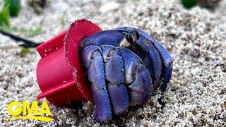 Photographer saves hermit crabs living in ‘beach trash homes’, sparks global support l GMA