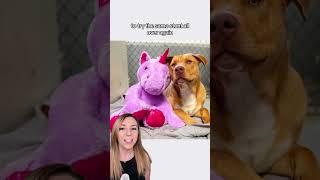 Dog steals purple unicorn from store 5 times and goes home with it