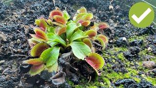 Carnivorous Plant Care Guide  - Easy steps to grow carnivorous plants at home