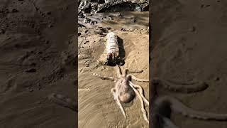 Fish Catching technique   EP- 1269 | Natural fishing videos