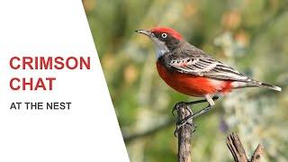 Australian Birds. Crimson Chat  Breeding in Queensland. Australian Bird Media.Nikon Z6