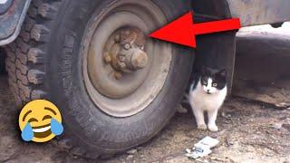 KUCING BEGO..!!! Wkwkwkwk begini saat Tikus Membodohi Kucing.!! @YtCrash Feeds