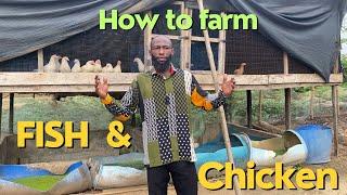 Poultry and Fish Farming with Azolla and Duckweed | Fish Farm Adventure Five