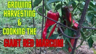 Growing Harvesting and Cooking the Giant Red Marconi Pepper!