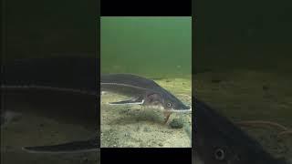 beluga sturgeon  #reels #fishing #reel #fish #shortvideo KANAL PECANJE RIBOLOV #shortsfeed #shorts