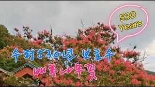 수령 500년 영동 반야사 배롱나무꽃 / 보호수 / 월류봉둘레길 풍경소리길 / Crape Myrtle