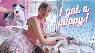 I Got A Puppy! | An Update